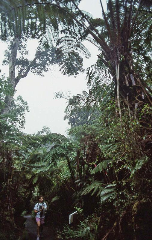 WT 0067 001-09 Hawaii Jungle.jpg